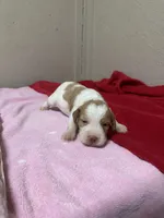 Peach, a female Brittany for sale in Juliette, GA – Photo 1 of 4