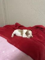 Peach, a female Brittany for sale in Juliette, GA – Photo 4 of 4