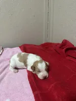 Peach, a female Brittany for sale in Juliette, GA – Photo 2 of 4