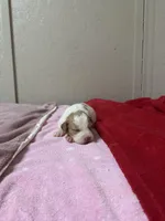 Peach, a female Brittany for sale in Juliette, GA – Photo 3 of 4