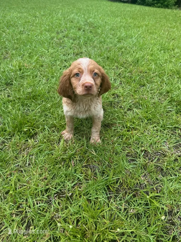 Copper – Brittany puppy for sale in Juliette, GA