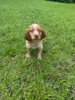 Copper, a male Brittany for sale in Juliette, GA – 2 of 10
