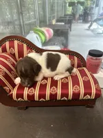 Brooks, a male Brittany for sale in Juliette, GA – 3 of 4