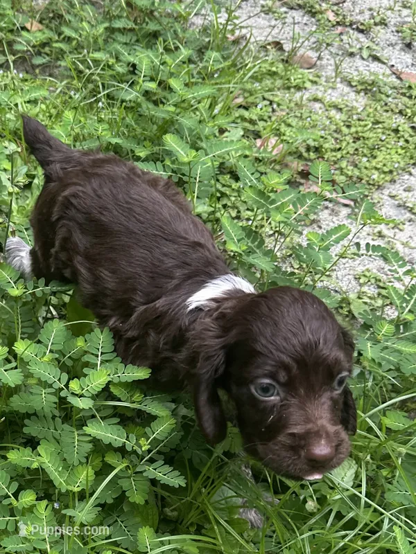 Milley  – Brittany puppy for sale in Juliette, GA