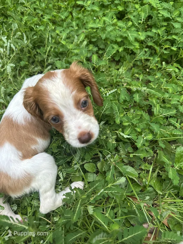 Muffin – Brittany puppy for sale in Juliette, GA