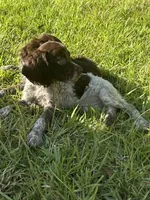 Merlot , a female Brittany for sale in Juliette, GA – 1 of 3