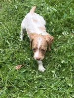 Nova, a female Brittany for sale in Juliette, GA – 2 of 7