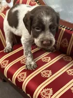 Daisy, a female Brittany for sale in Juliette, GA – 2 of 2