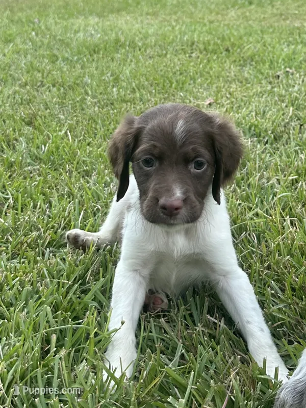 Brooks – Brittany puppy for sale in Juliette, GA