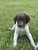 Brooks, a male Brittany for sale in Juliette, GA – 1 of 10