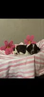 Willow, a female Brittany for sale in Juliette, GA – 2 of 3