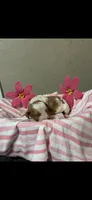 Milo, a male Brittany for sale in Juliette, GA – 3 of 3