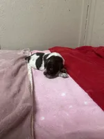 Oreo, a male Brittany for sale in Juliette, GA – Photo 3 of 4