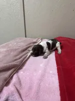 Oreo, a male Brittany for sale in Juliette, GA – Photo 2 of 4