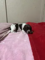 Oreo, a male Brittany for sale in Juliette, GA – Photo 1 of 4