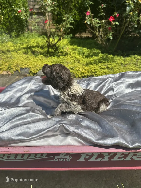 Miles – Brittany puppy for sale in Juliette, GA