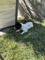 Knoxx, a male Brittany for sale in Juliette, GA – 4 of 7