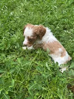 Muffin, a female Brittany for sale in Juliette, GA – 2 of 6