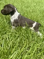 Monty, a male Brittany for sale in Juliette, GA – 2 of 5