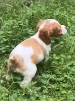 JellyBean, a female Brittany for sale in Juliette, GA – 6 of 9