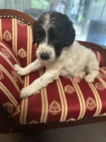 Knoxx, a male Brittany for sale in Juliette, GA – 2 of 2