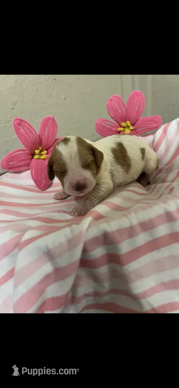 Muffin – Brittany puppy for sale in Juliette, GA