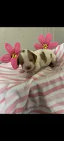 Muffin, a female Brittany for sale in Juliette, GA – 1 of 3