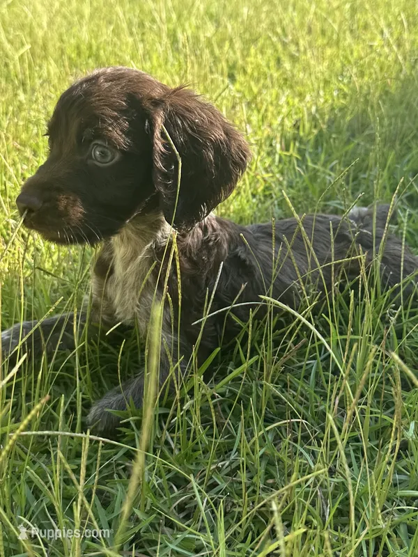 Milley  – Brittany puppy for sale in Juliette, GA