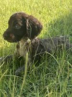 Milley , a male Brittany for sale in Juliette, GA – 1 of 10