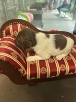 Brooks, a male Brittany for sale in Juliette, GA – 2 of 4
