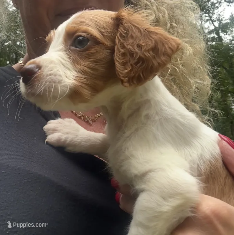 JellyBean – Brittany puppy for sale in Juliette, GA
