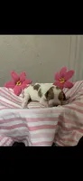 JellyBean, a female Brittany for sale in Juliette, GA – 3 of 3