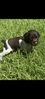 Monty, a male Brittany for sale in Juliette, GA – 4 of 5