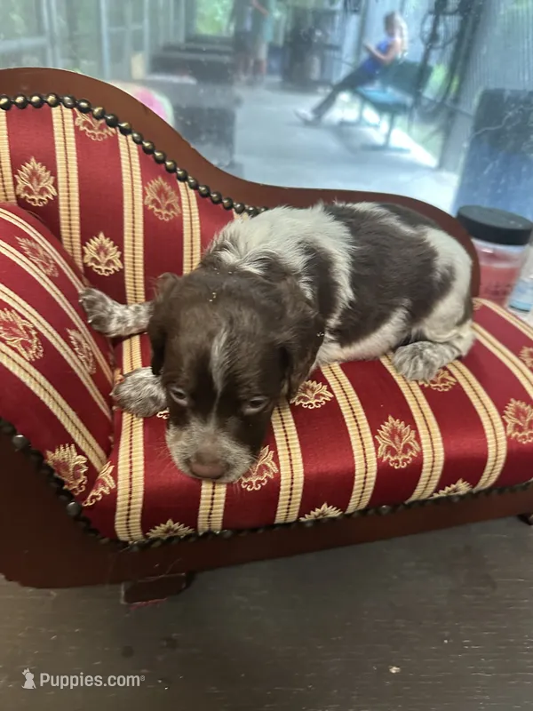 Jaxx – Brittany puppy for sale in Juliette, GA