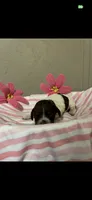 River, a female Brittany for sale in Juliette, GA – 2 of 3