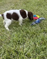 Brooks, a male Brittany for sale in Juliette, GA – 5 of 10