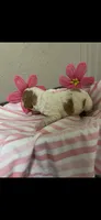 Muffin, a female Brittany for sale in Juliette, GA – 3 of 3