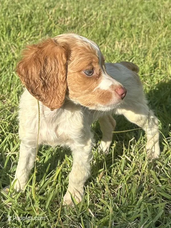 Nova – Brittany puppy for sale in Juliette, GA