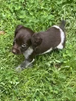 Monty, a male Brittany for sale in Juliette, GA – 6 of 7