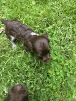 Milley , a male Brittany for sale in Juliette, GA – 4 of 10