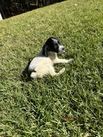 Knoxx, a male Brittany for sale in Juliette, GA – 7 of 7