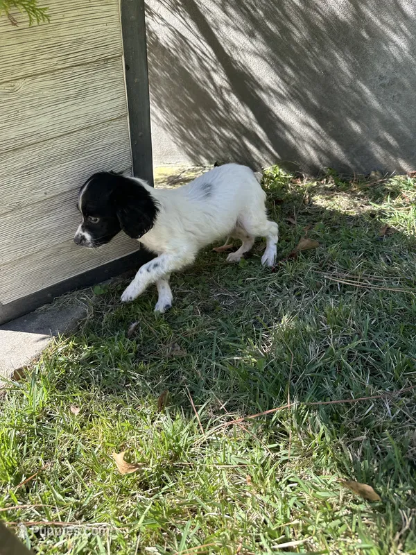 Knoxx – Brittany puppy for sale in Juliette, GA