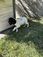 Knoxx, a male Brittany for sale in Juliette, GA – 1 of 7