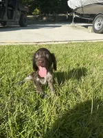 Milley , a male Brittany for sale in Juliette, GA – 9 of 10
