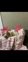 Nova, a female Brittany for sale in Juliette, GA – 2 of 3