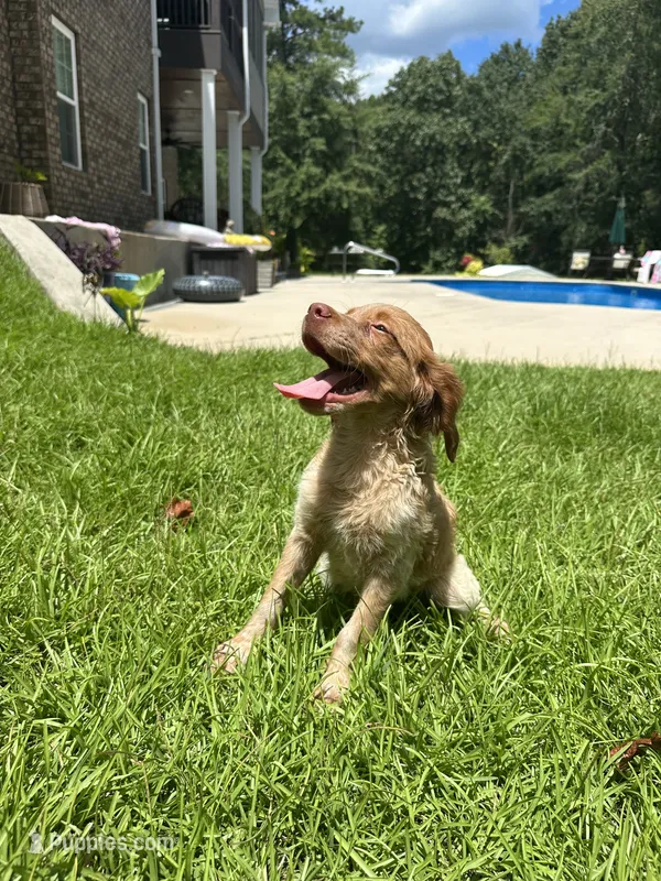 Copper – Brittany puppy for sale in Juliette, GA