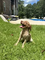 Copper, a male Brittany for sale in Juliette, GA – 1 of 10
