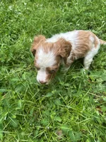 JellyBean, a female Brittany for sale in Juliette, GA – 3 of 9