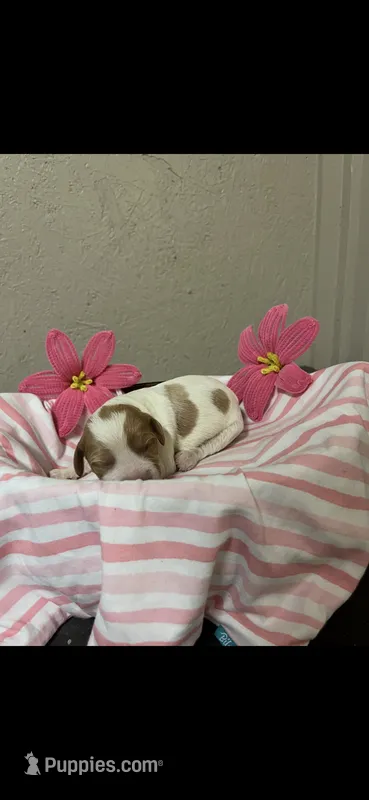 JellyBean – Brittany puppy for sale in Juliette, GA
