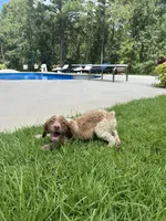 Copper, a male Brittany for sale in Juliette, GA – 10 of 10